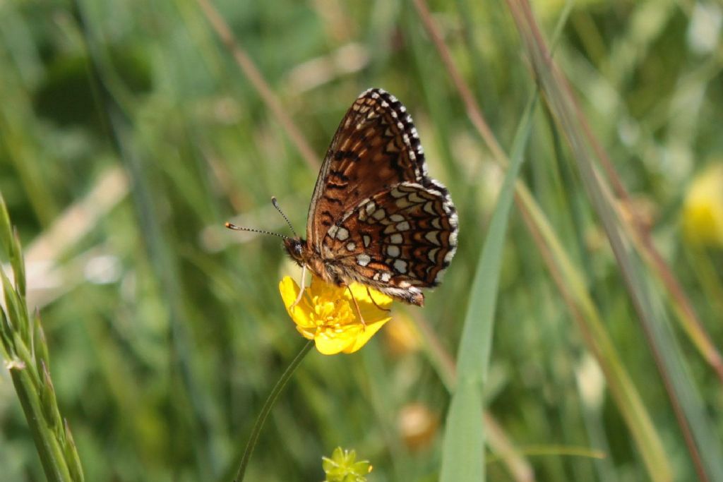 Melitaea diamina?  S
